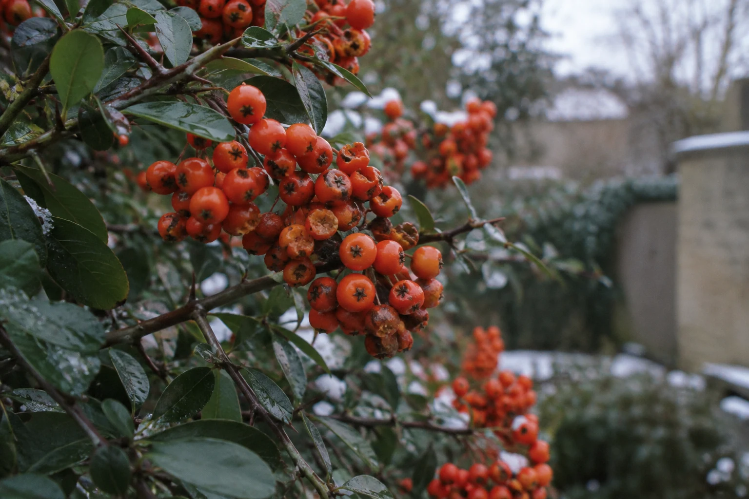 Grappe de baies orange de pyracantha sur branches épineuses