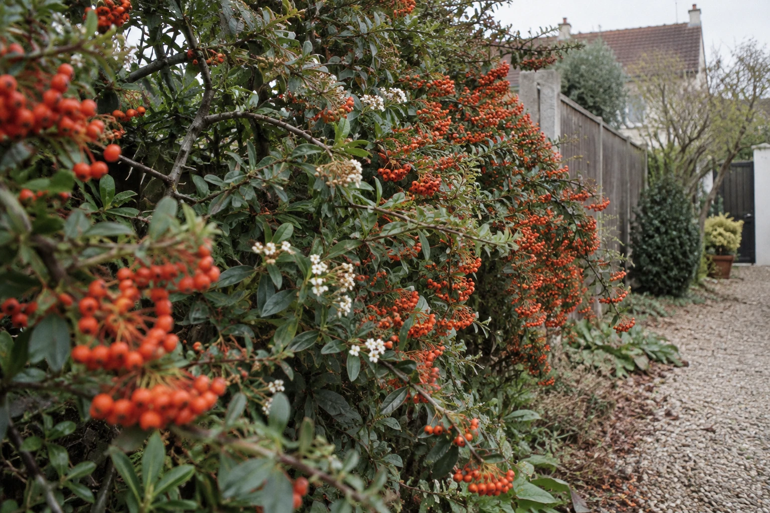 Haie de pyracantha chargée de baies orange le long d’une clôture